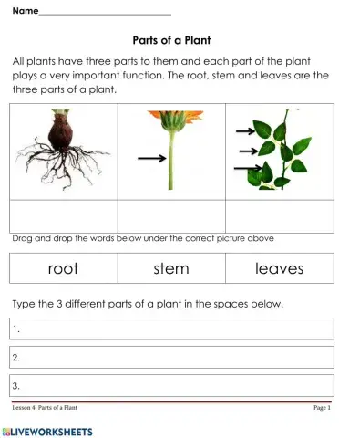 Parts of a Plant - P1