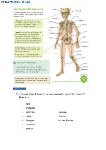 Los huesos del esqueleto