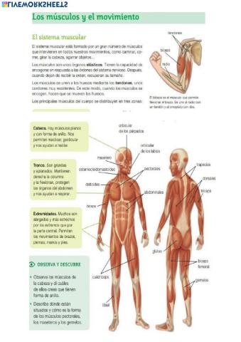 Los músculos y el movimiento