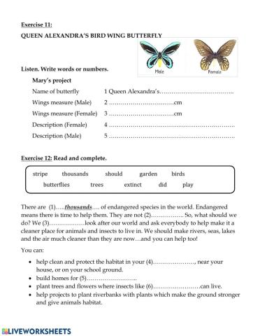 Alexandra bird wing butterflies