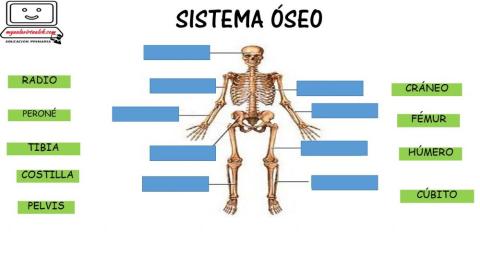 Sistema óseo