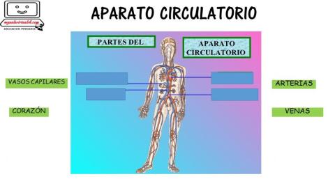 Aparato circulatorio