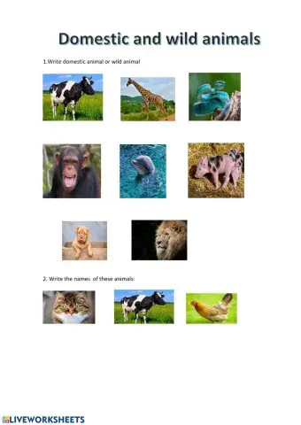 Domestic and wild animals