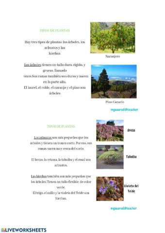 Árboles, arbustos , hierbas