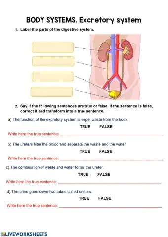 The excretory system