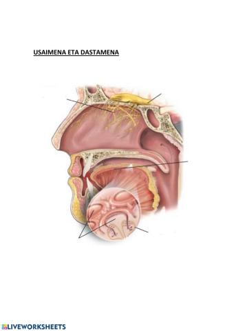 Usaimena eta dastamena