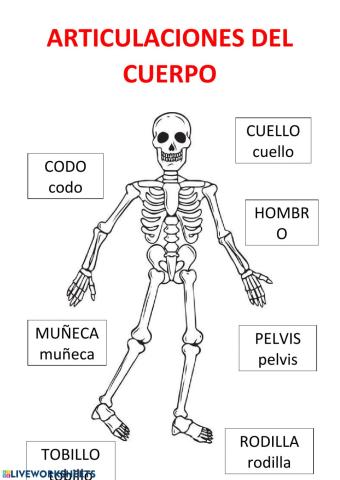 Articulaciones y huesos del cuerpo