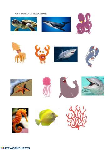 SEA ANIMALS 1