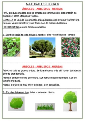 Arbol -  arbusto- hierba.