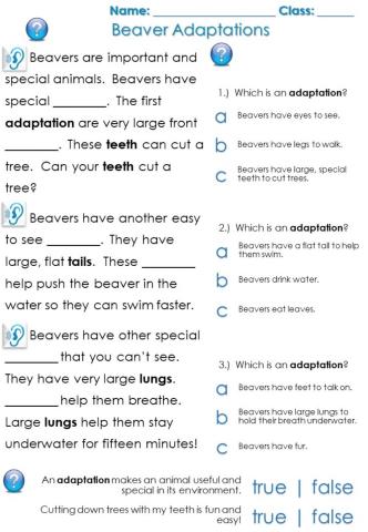 Beaver Adapations