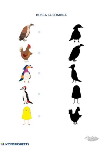 Busca la sombra de las aves