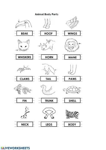 Animal body parts