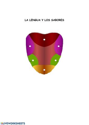 La lengua y los sabores