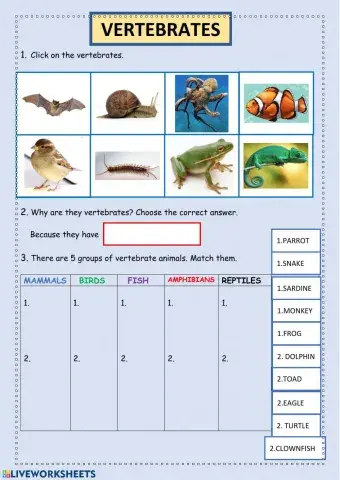 Vertebrates
