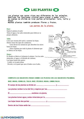 Las Plantas y la fotosíntesis