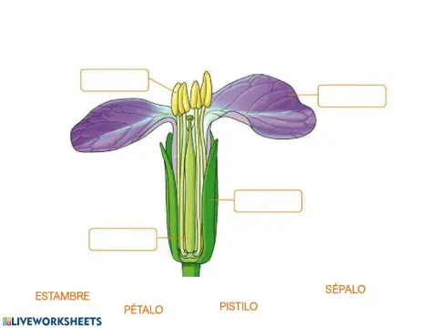 Partes de la flor