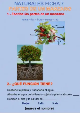 Partes de un arbol