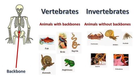 Vertebrates and invertebrates