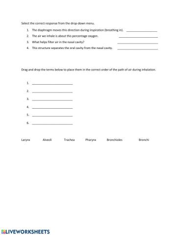 Respiratory system questions