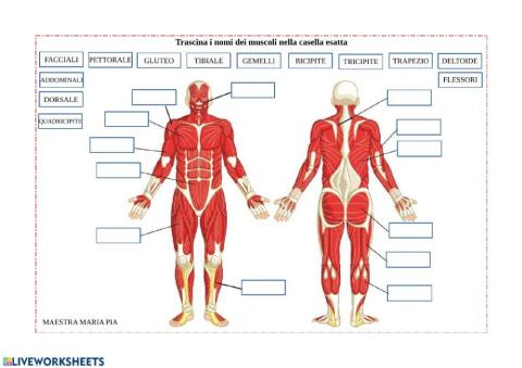 Il sistema muscolare