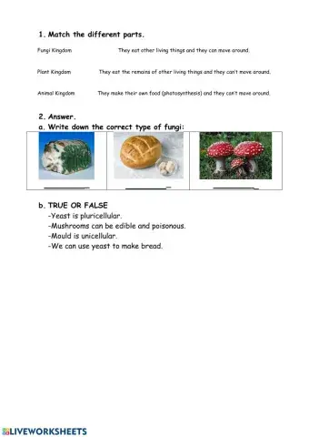 Kingdoms: fungi kingdom-