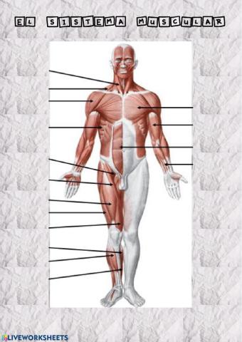 El sistema muscular