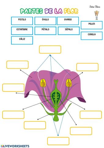 Partes de la flor