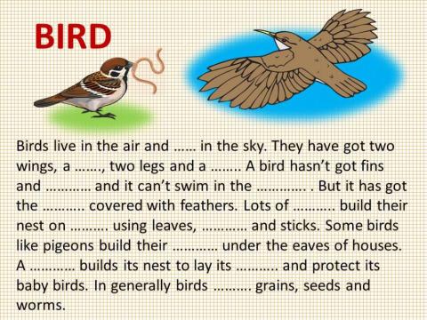 A SIMPLE DESCRIPTION OF THE BIRD
