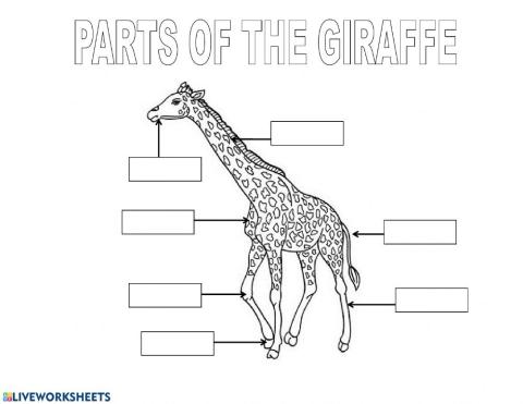 Parts of the giraffe 1