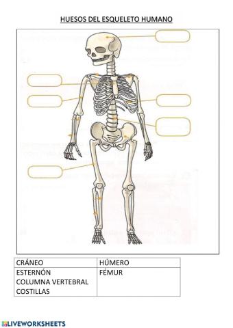 Huesos del cuerpo humano