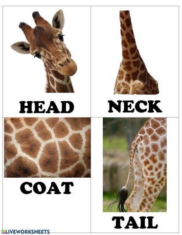 Parts of the giraffe