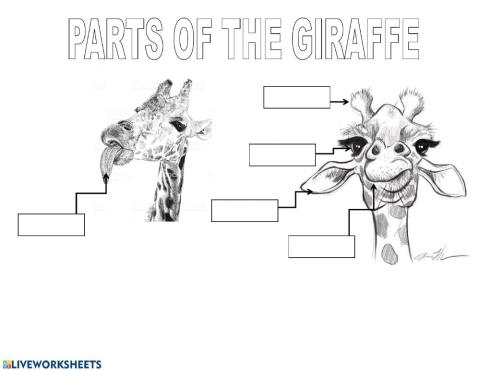 Parts of the giraffe 2