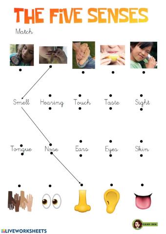 The 5 Senses