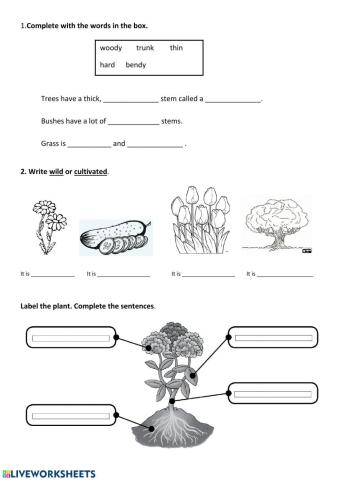 Plant kingdom worksheet 2