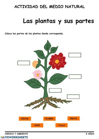 Partes de las Plantas