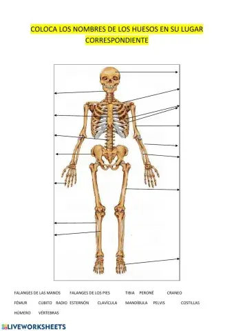 Huesos del esqueleto
