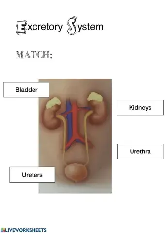 Excretory system