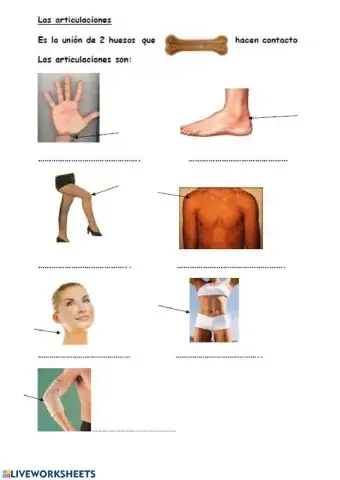 Las articulaciones