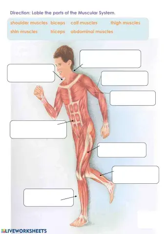 Muscular System