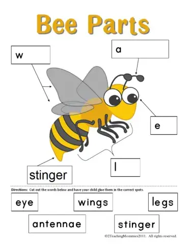 Bee body parts
