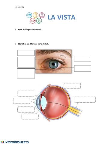 El sentit de la vista