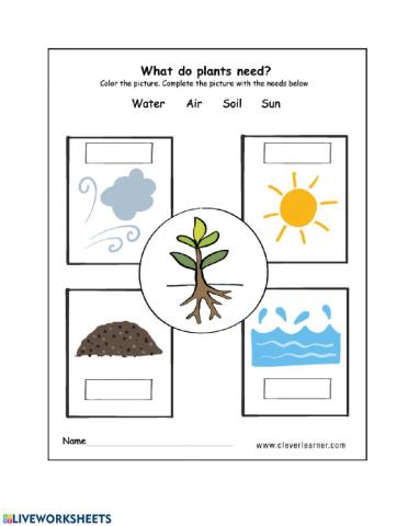 Plant Needs