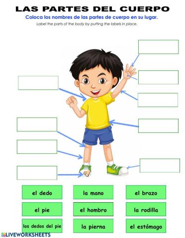 Las Partes del cuerpo