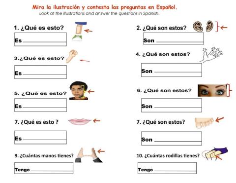Las Partes del Cuerpo grade 5-Q-A