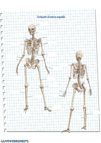 Els ossos i els músculs