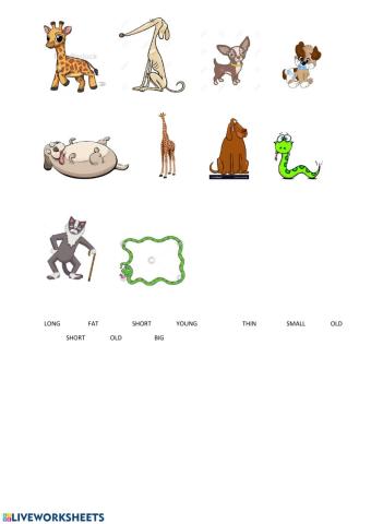Animals adjectives