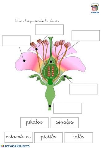 Partes de la flor