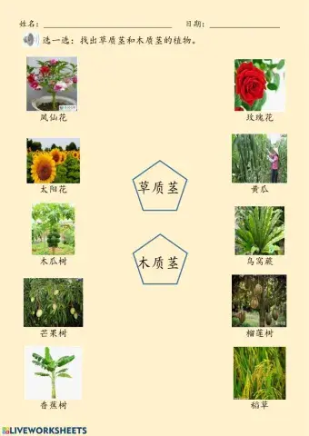 一年级 科学 植物的茎