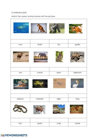 E1 animals quiz