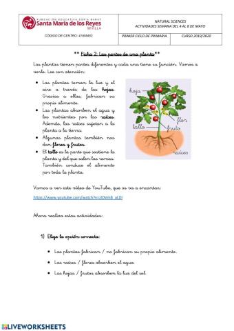 Las partes de la planta